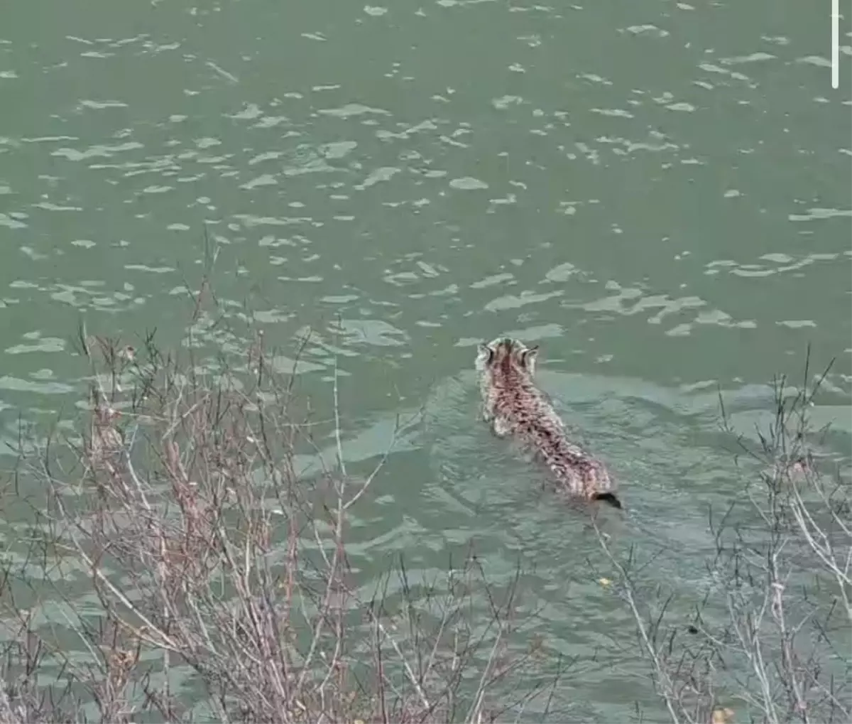 Van’ın Araz Çayı’nda Nesli Tehlikede Olan Vaşak Görüldü