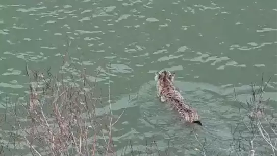 Araz Çayı’nda vaşak fotoğrafı