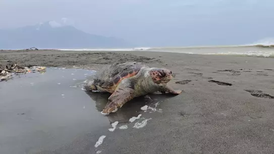 Yeşil deniz kaplumbağası fotoğrafı