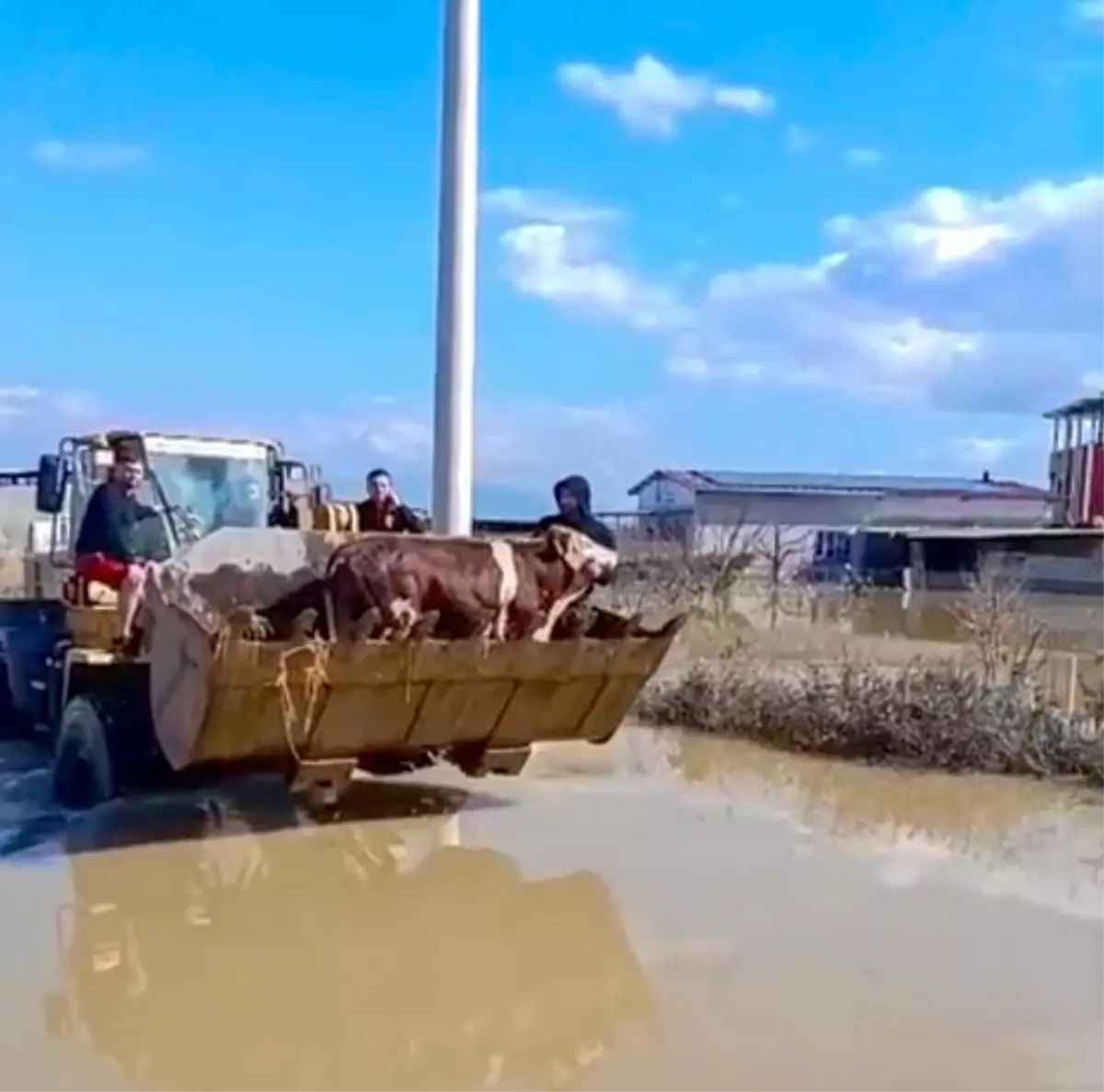 Manisa Şehzadeler’de Sel Sularına Kapılan İnekler AFAD’ın Hızlı Müdahalesiyle Kurtarıldı