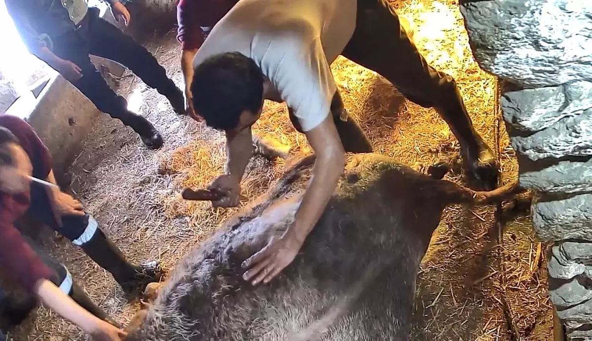 Aydın’da Ekmek Bıçağıyla Ameliyat Girişimi Hayvan Ölümüne Sebep Oldu