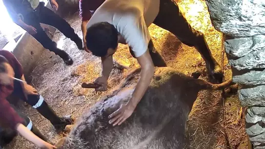 Aydın’da Ekmek Bıçağıyla Ameliyat Girişimi Hayvan Ölümüne Sebep Oldu