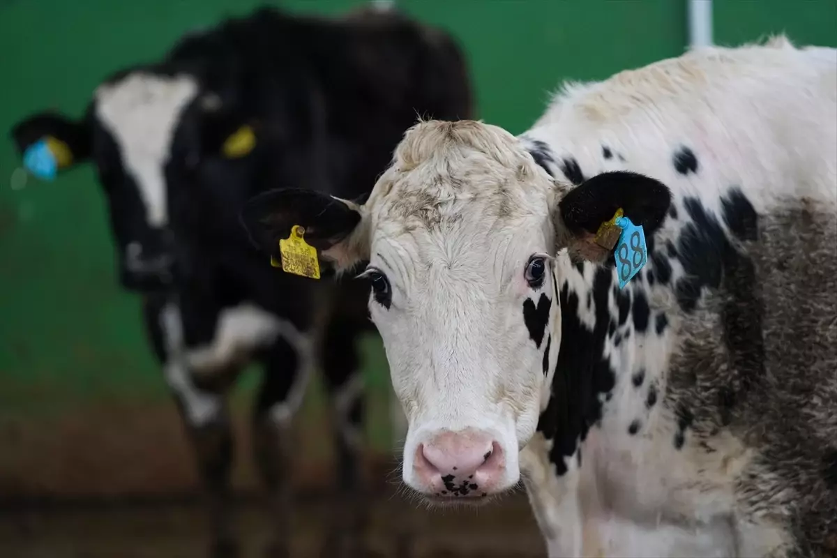 Akıllı Ortopedik Yataklarla Süt Verimliliğinde Devrim