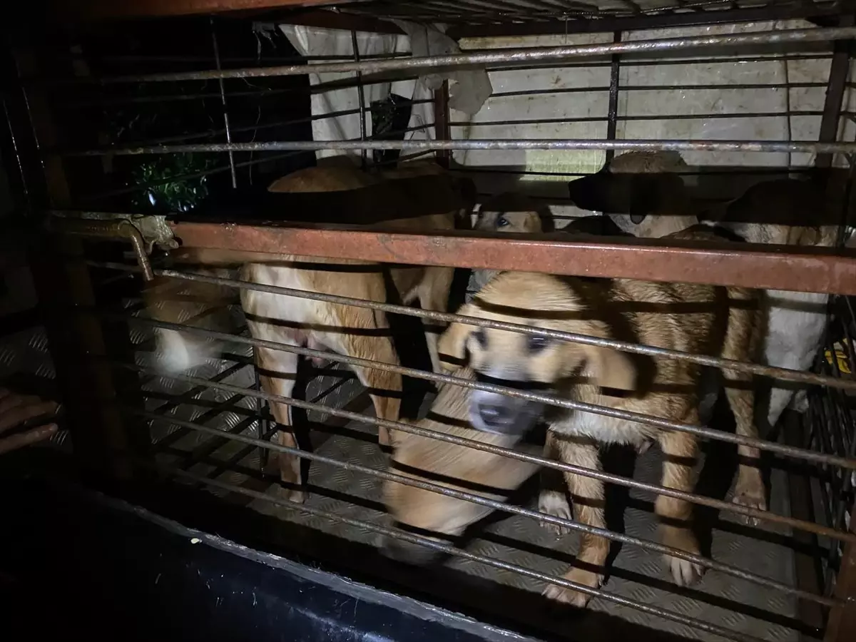 Serik'te Sel Felaketi: Barınaktaki 27 Köpek Kurtarıldı