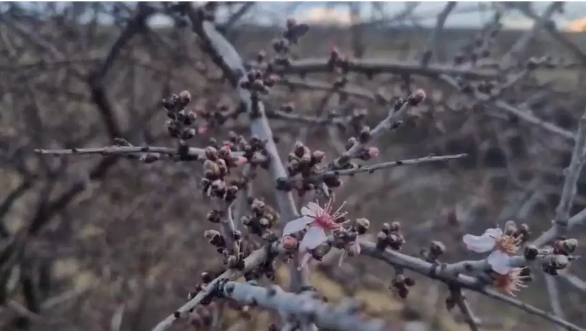Nevşehir Uçhisar’da Şubat Ayı Badem Çiçekleri Şehri Renklendirdi
