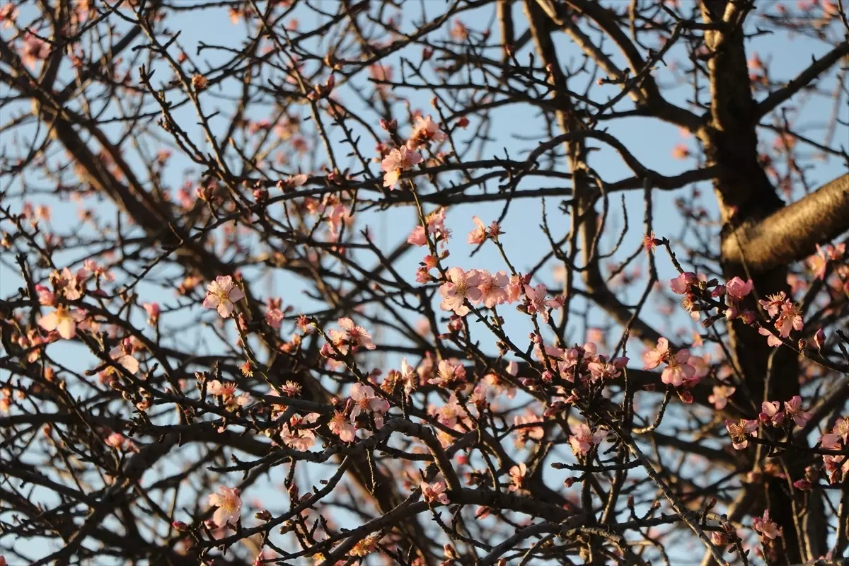 Tekirdağ’da İlkbahar Rüzgarı: Badem Ağaçları Renkli Çiçekleriyle Şehrin Sokaklarını Süsledi