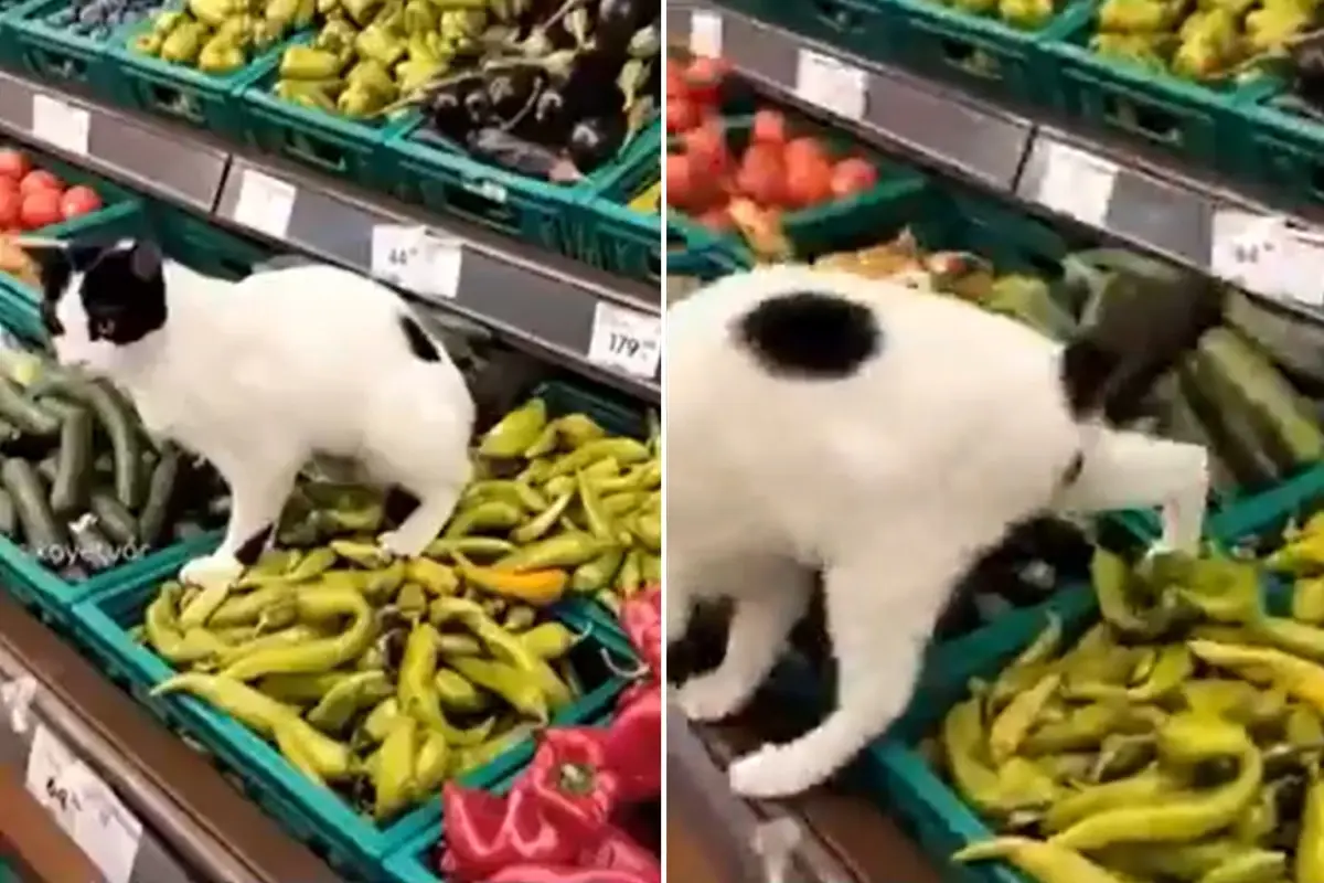 Zincir Markette Şok Hijyen Skandalı: Kedinin Tuvaleti Rafları Kapladı