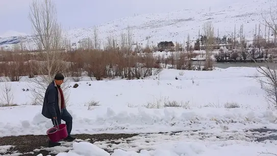 Kuşların hububatla beslenmesi