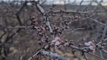 Nevşehir Uçhisar’da Şubat Ayı Badem Çiçekleri Şehri Renklendirdi