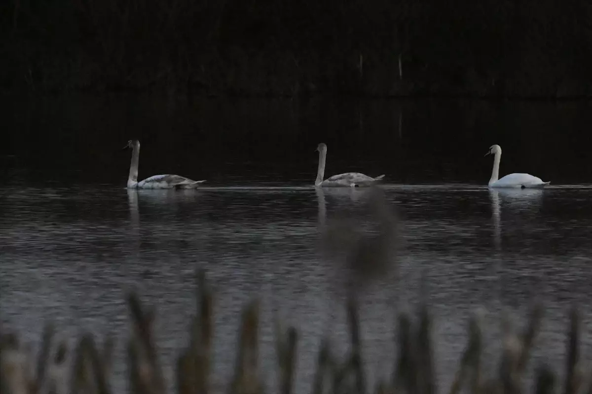 Düzce’de Yorgun Kuğulara Yardım Eli: Doğa Koruma Çalışmaları