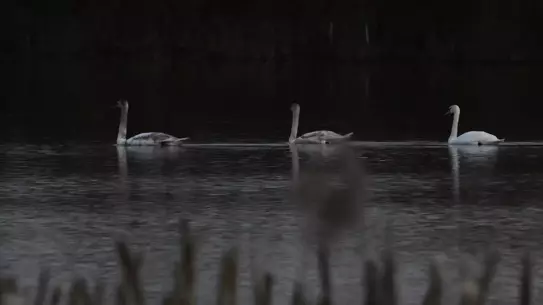 Düzce’de Yorgun Kuğulara Yardım Eli: Doğa Koruma Çalışmaları
