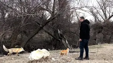 Erzincan’da Sürpriz Dostluk: Kedi ve Tilki Ormanda Birlikte Gezdi