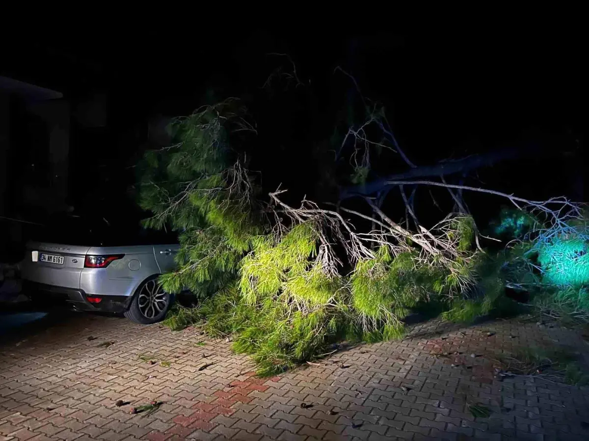 Marmaris’te fırtına sonrası yıkılan ağaç