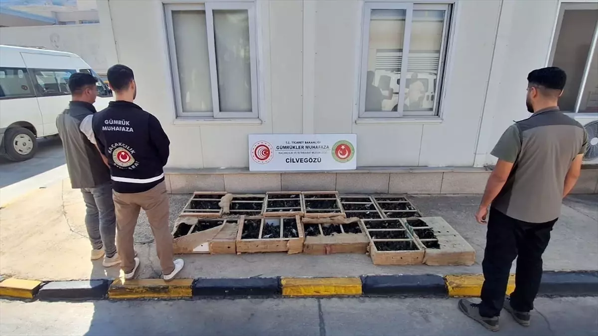 Kaçak Hayvan Ticaretiyle Mücadelede Rekor Başarı: 85 Bin Canlı Ele Geçirildi