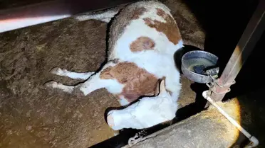 Adıyaman’da Elektrik Kaçağı 8 Büyükbaş Hayvanı Öldürdü: Olayın Detayları ve Soruşturma Süreci