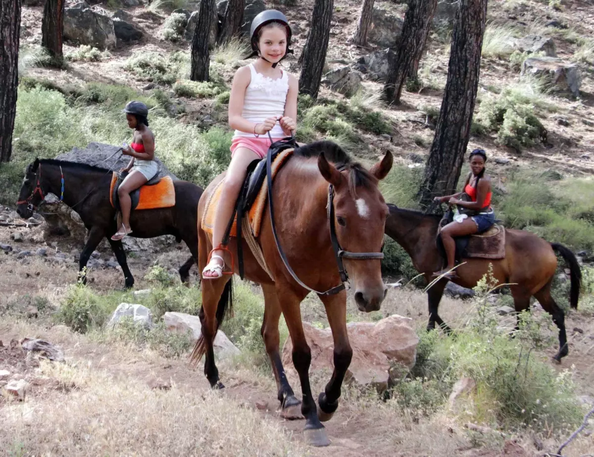 Türkiye’de at, eşek ve katırların sayısındaki azalma