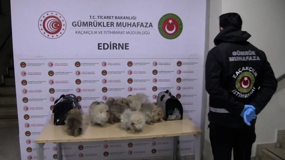 2025 Yılında Kaçak Hayvan Ticaretine Büyük Darbe: 85.342 Canlı Hayvan Ele Geçirildi