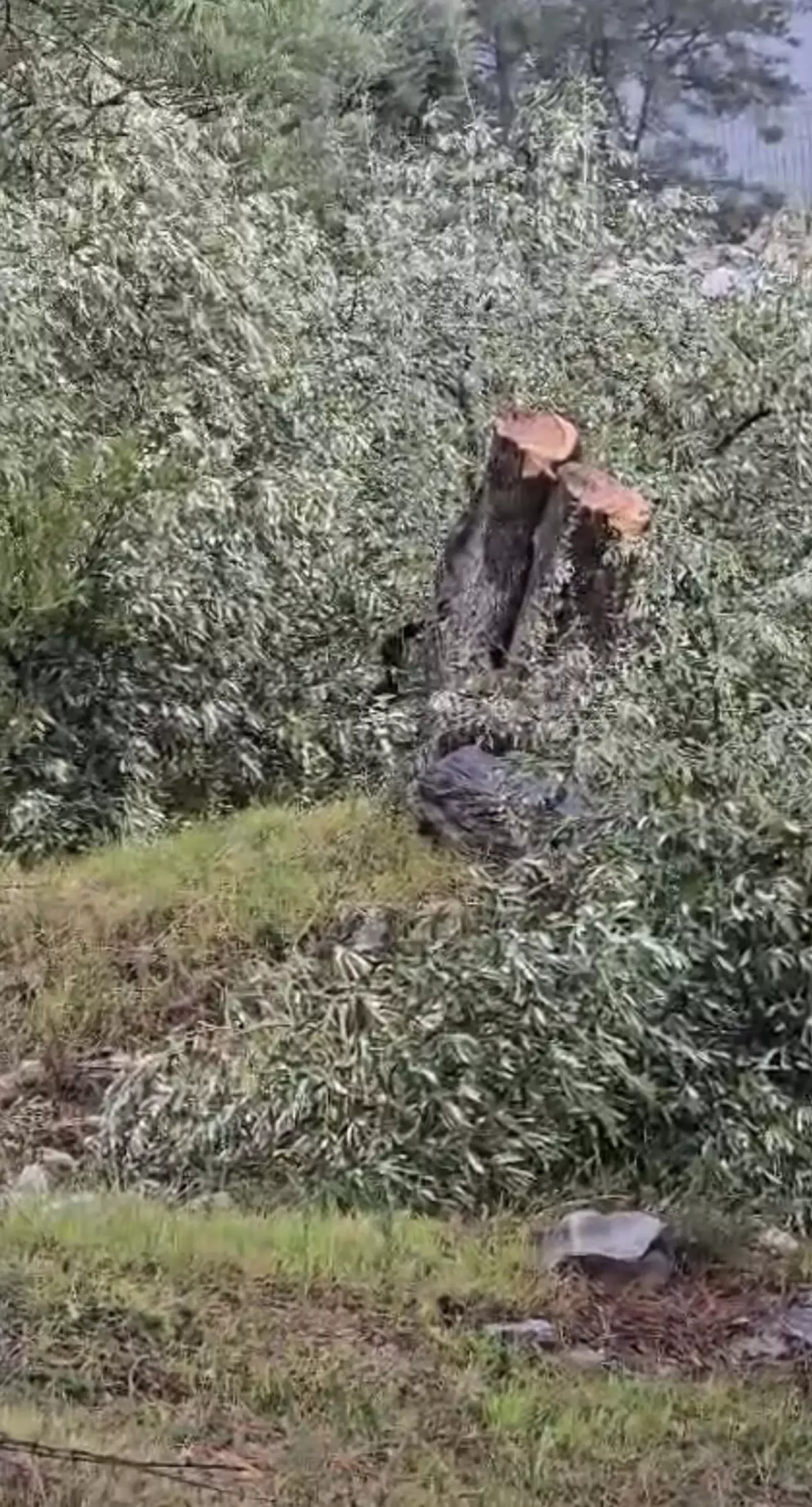 Milas'ta kesilen zeytin ağaçları