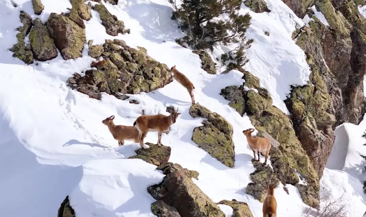 Munzur Dağları'nda Dronla Kaydedilen Dağ Keçileri Gözler Önünde