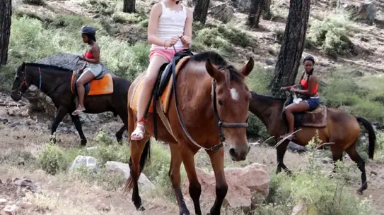 Türkiye’de Tek Tırnaklı Hayvan Popülasyonu Alarm Veriyor