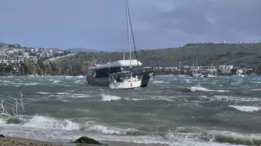 Bodrum’da Şiddetli Fırtına: Ağaçlar Yere Düşerken Feribot Seferleri Askıya Alındı