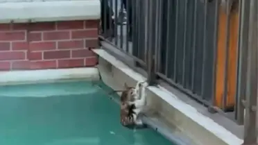 Gaziosmanpaşa Alışveriş Merkezi Havuzunda Kalan Kedi Kahramanlıkla Kurtarıldı