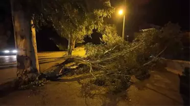 Foça’da Şiddetli Fırtına Ağaçları Sokaklara Döktü, Araçlar Hasar Aldı