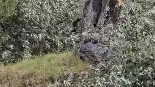 Milas’ta Zeytin Ağacı Kesimi Sonrası CHP İlçe Başkanı Kılbey İstifa Etti