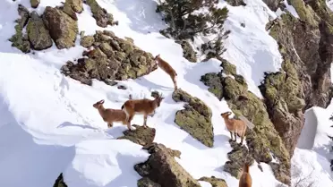Munzur Dağları'nda Dronla Kaydedilen Dağ Keçileri Gözler Önünde