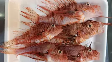 Aslan balığının yakından fotoğrafı