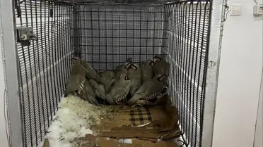 Van’ın Muradiye İlçesinde Kaçak Keklik Avına 75 Bin TL Ceza Kesildi