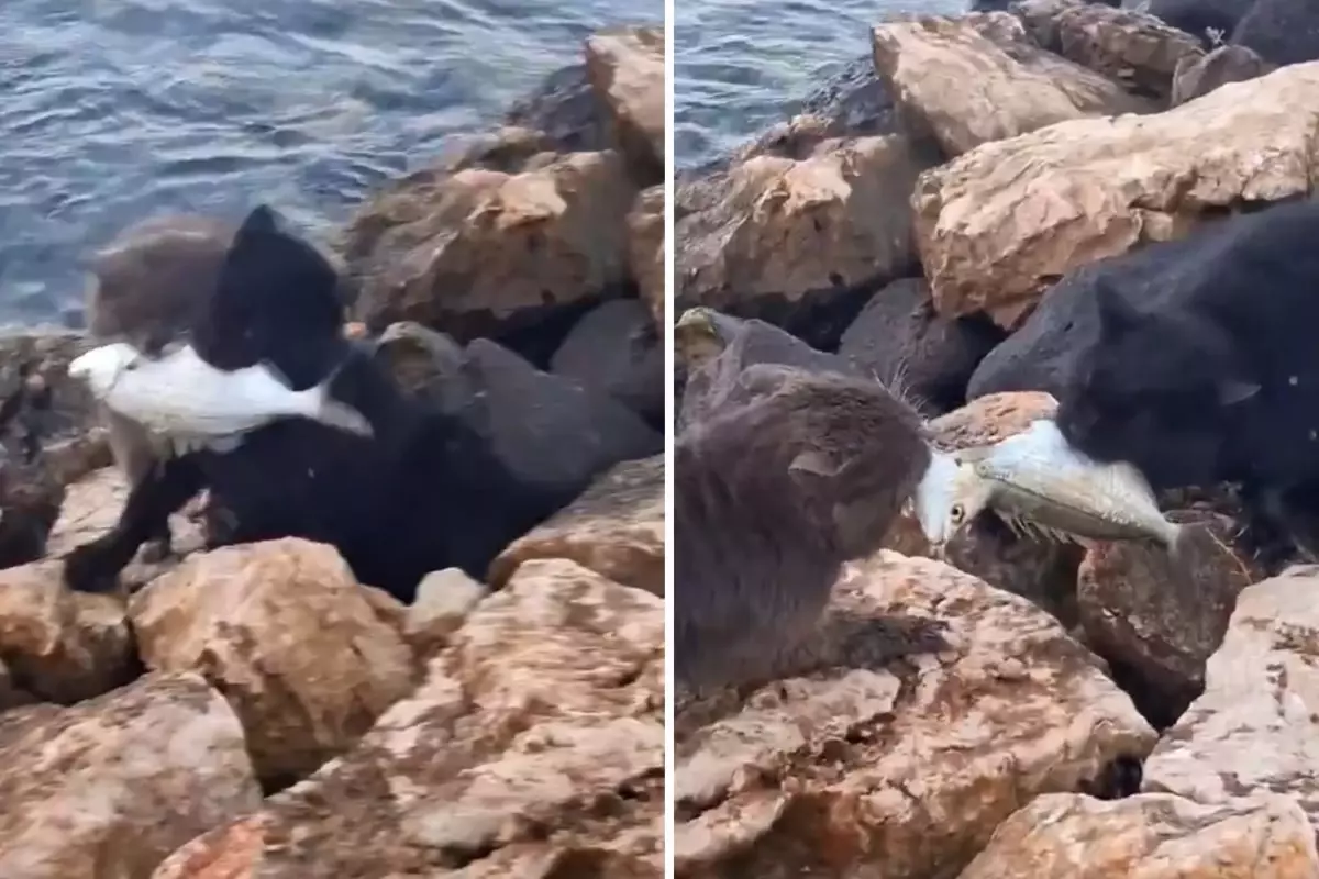 İzmir sahilinde iki kedi balık yakalıyor