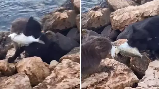 İzmir sahilinde iki kedinin balık avı: Uzun süren mücadele sonunda balık ikiye bölündü