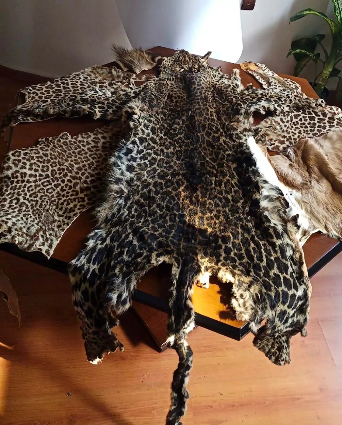 Çukurova Havalimanı'nda ele geçirilen yaban hayvanı postları