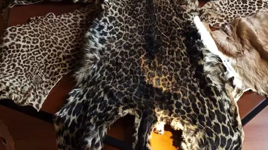 Lübnan'dan Gelen Yolcunun Bagajında Yasa Dışı Yaban Hayvanı Postları Ele Geçirildi