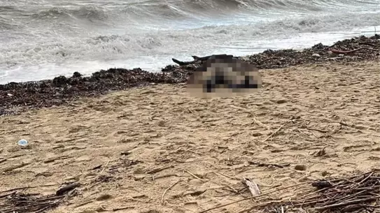 Ayvalık Sarımsaklı Sahilinde Bulunan Kadın Cesedi Şok Yarattı
