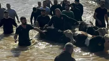 Manisa’da Sel Felaketi: 44 Kişi ve 127 Hayvan Güvenli Bölgelere Tahliye Edildi