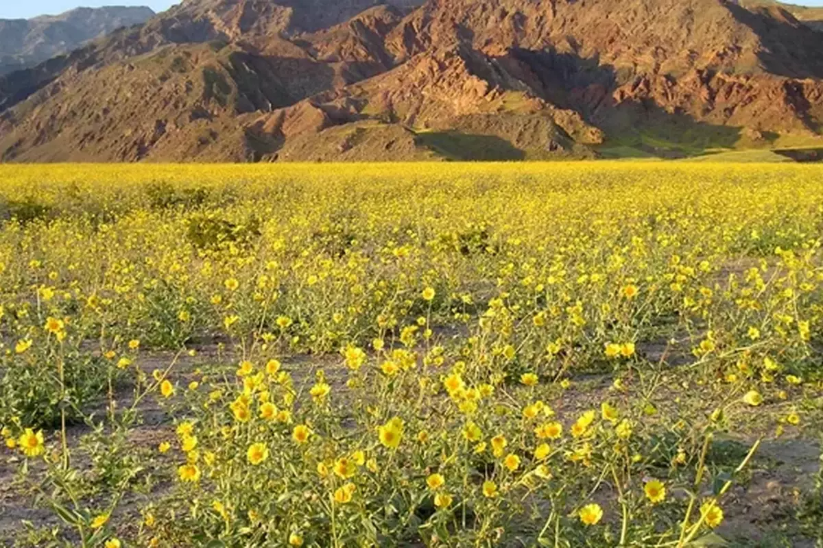 Ölüm Vadisi'nde açan çiçekler