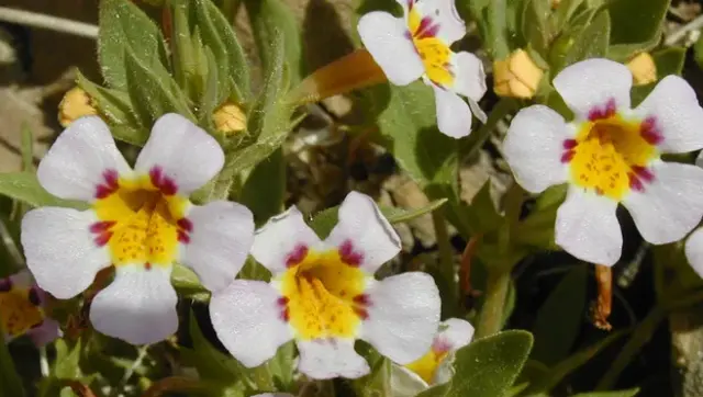 Açan çiçeklerden bir detay