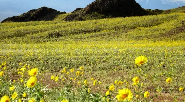 Çöl manzarası ve çiçekler