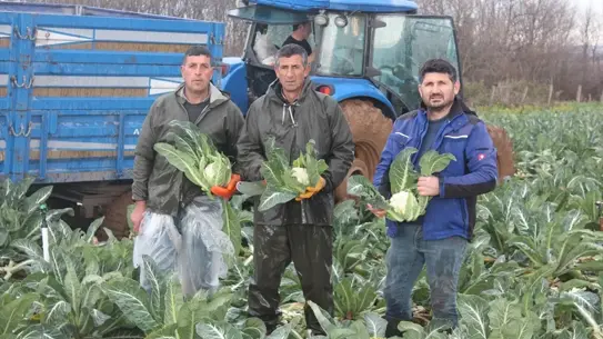Bafra Ovası’nda Karnabahar Hasadı Yükseliyor: Rekolte 80 Bin Tonu Aşabilir