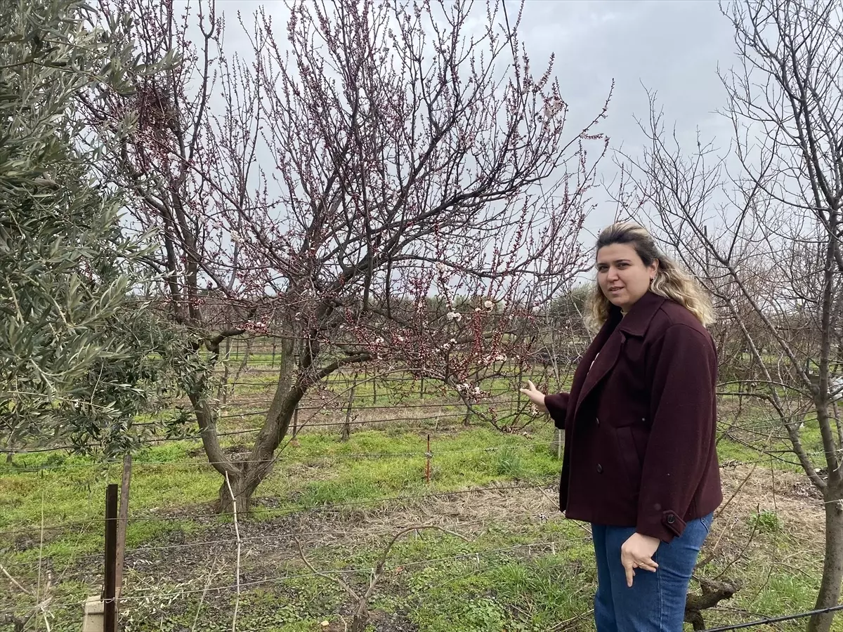 Alaşehir'de Sıcak Bir Şubat: Badem Ağaçları Olağanüstü Erken Çiçek Açtı