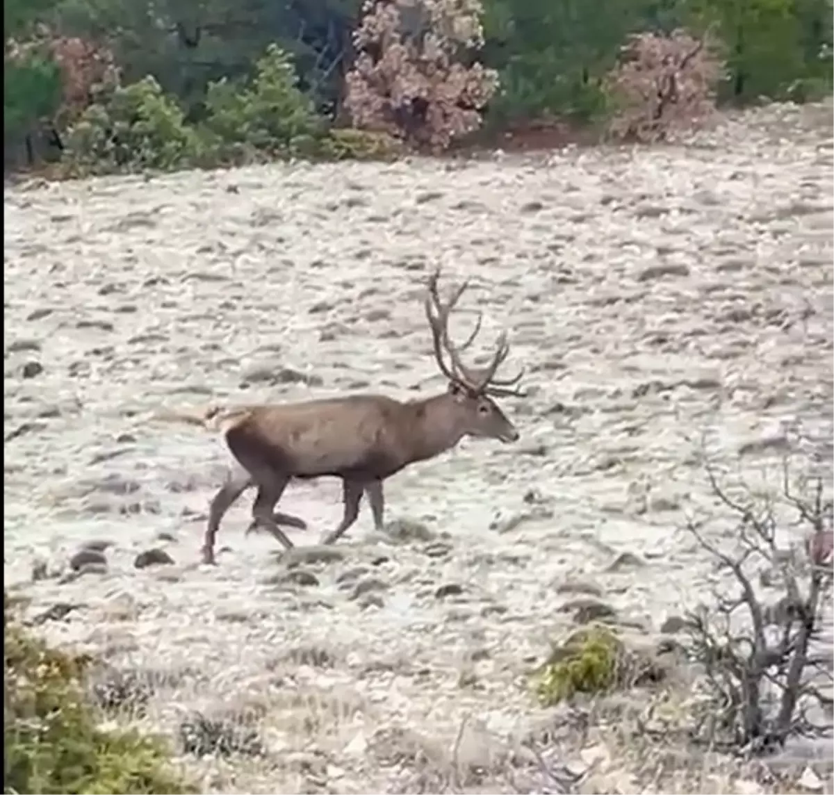 Bolu’da Kızılgeyik Sürüsü Yol Kenarında Görüldü: Doğal Yaşamın Sürpriz Anları