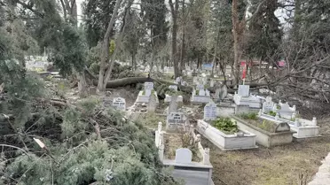 Fırtına sonrası mezarlıkta devrilen ağaçların yakın çekimi