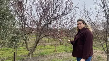 Erken çiçek açan badem ağaçları