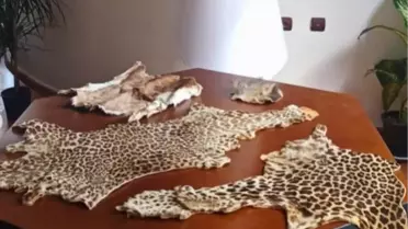 Çukurova Havalimanı'nda Yasa Dışı Yaban Hayvanı Ürünlerine El Konuldu