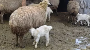 Muş'ta Kuzu ve Oğlak Doğumları Yükselişte: Çiftçiler Yoğun Çalışıyor