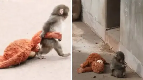 Yalnız Maymun Punch, Peluş Arkadaşıyla Kalpleri Fethetti