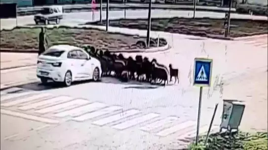 Hatay’da Kavşakta Koyun Sürüsü ile Çarpışan Araç 5 Hayvanı Yaraladı