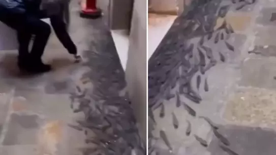 Venedik'te Sel Felaketi: Sular Altında Kalan Sokaklarda Balıklar Yürümeye Başladı